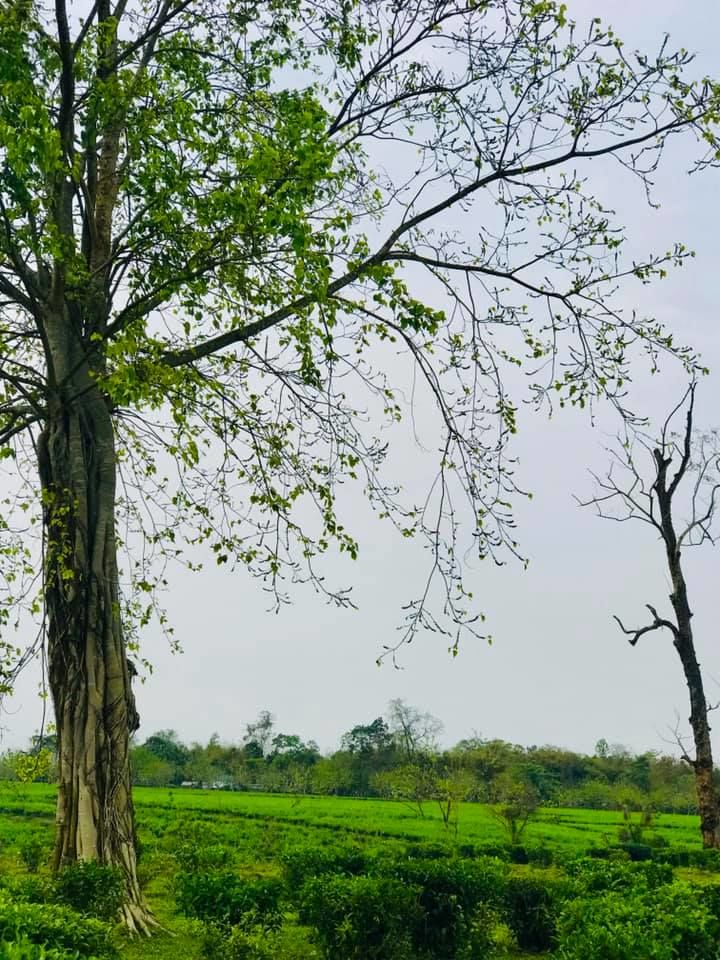 Photo of Dergaon, Assam, India by Palakshi Goswami