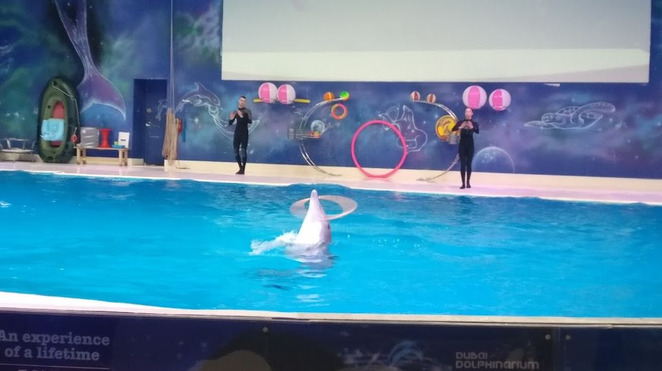 Photo of Dubai Dolphinarium - Dubai - United Arab Emirates by Travel Tales