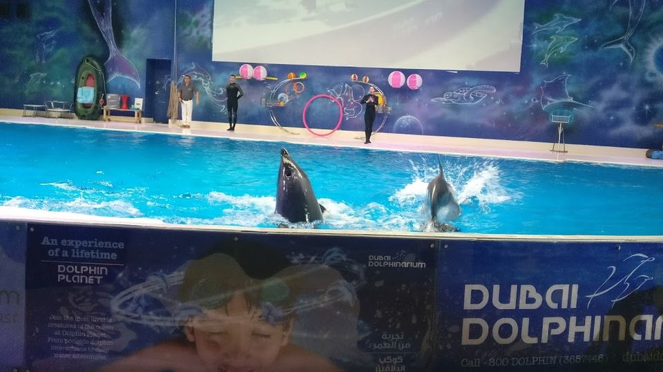 Photo of Dubai Dolphinarium - Dubai - United Arab Emirates by Travel Tales