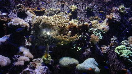 Photo of The Lost Chambers Aquarium - Dubai - United Arab Emirates by Travel Tales