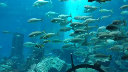 Photo of The Lost Chambers Aquarium - Dubai - United Arab Emirates by Travel Tales