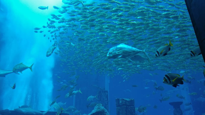 Photo of The Lost Chambers Aquarium - Dubai - United Arab Emirates by Travel Tales