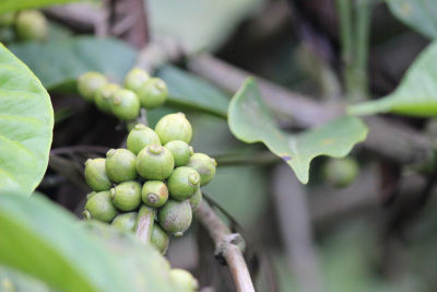 Photo of Trip to Thangaali Homestay, Karnataka by Travel Tales