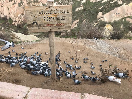 Photo of Aşağı Mahallesi, Pigeon Valley, Adnan Menderes Caddesi, Uçhisar Belediyesi/Nevşehir Merkez/Nevşehir, Turkey by Travel Tales