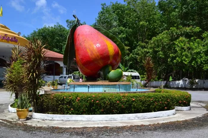 Photo of Cashew Nut, Soi Samakki 4, Rawai, Mueang Phuket District, Phuket, Thailand by Travel Tales