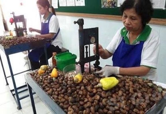 Photo of Cashew Nut, Soi Samakki 4, Rawai, Mueang Phuket District, Phuket, Thailand by Travel Tales