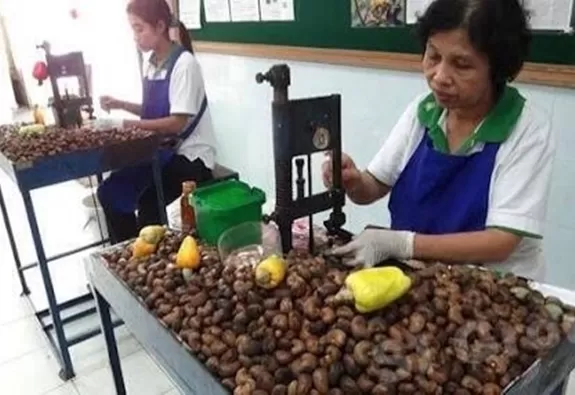 Photo of Cashew Nut, Soi Samakki 4, Rawai, Mueang Phuket District, Phuket, Thailand by Travel Tales