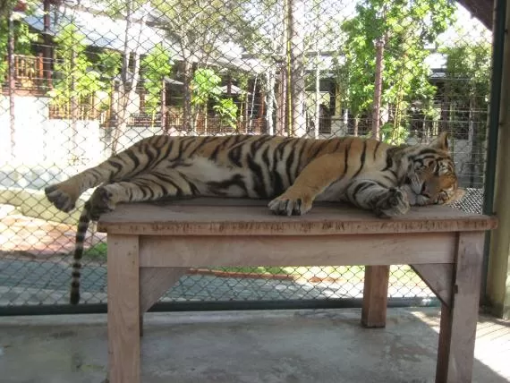 Photo of Tiger Kingdom Phuket, Kathu, Kathu District, Phuket, Thailand by Travel Tales