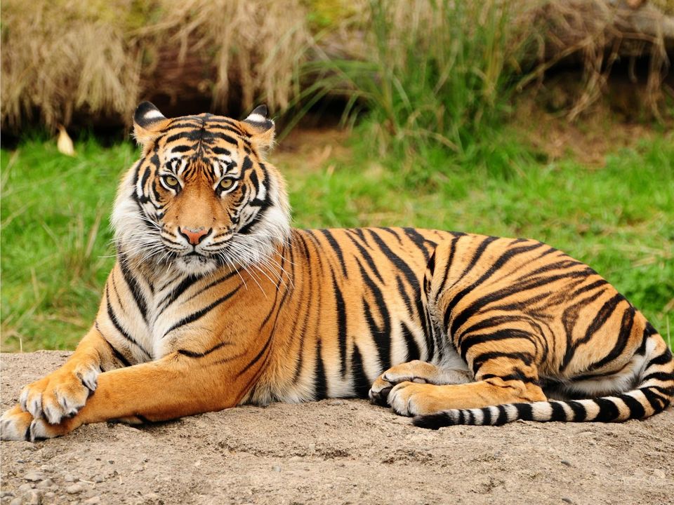 Photo of Tiger Kingdom Phuket, Kathu, Kathu District, Phuket, Thailand by Travel Tales