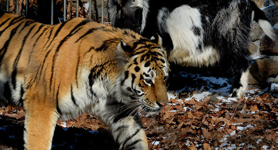Photo of Tiger Kingdom Phuket, Kathu, Kathu District, Phuket, Thailand by Travel Tales