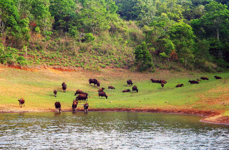 Photo of Periyar National Park, Kerala, India by TravelTales