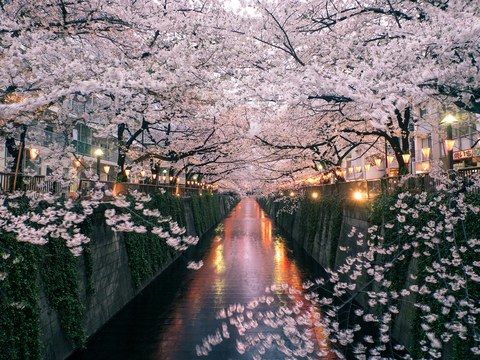 Photo of 10 Reasons why visiting Japan should be on your bucket list !! 4/9 by Travel Tales