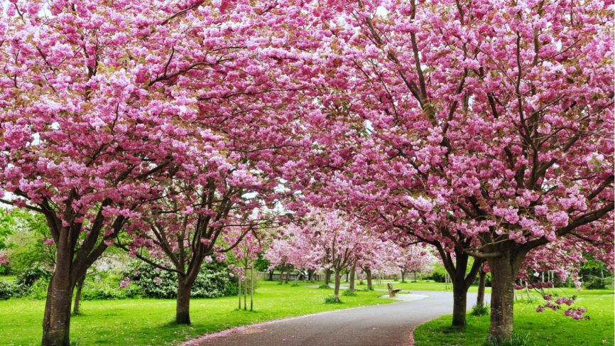 Photo of India hosted Autumn Cherry Blossom festival in Shillong & that's a visual treat to your eyes !! 4/11 by Travel Tales