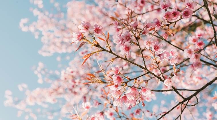 Photo of India hosted Autumn Cherry Blossom festival in Shillong & that's a visual treat to your eyes !! 5/11 by Travel Tales