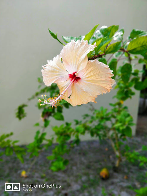 Photo of My best ever Maldivian Experience in a romantic paradise - Meeru Island Resort & Spa #staycation by Travel Tales
