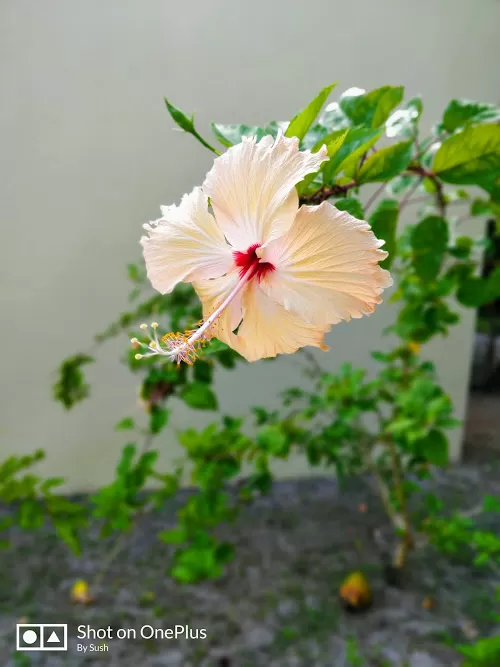 Photo of My best ever Maldivian Experience in a romantic paradise - Meeru Island Resort & Spa #staycation by Travel Tales