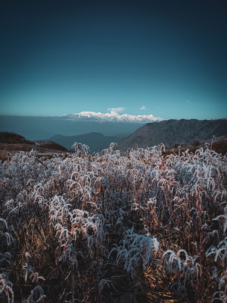 Photo of Zuluk by Suraj Naik