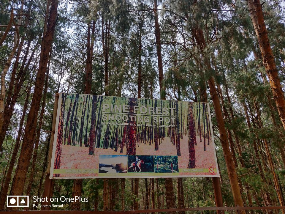 Photo of Pine Forest Shooting Spot, Ooty Main, Tamil Nadu, India by Sonesh Bansal