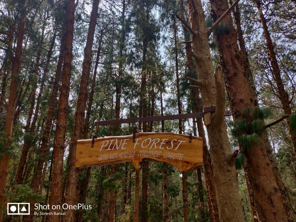 Photo of Pine Forest Shooting Spot, Ooty Main, Tamil Nadu, India by Sonesh Bansal