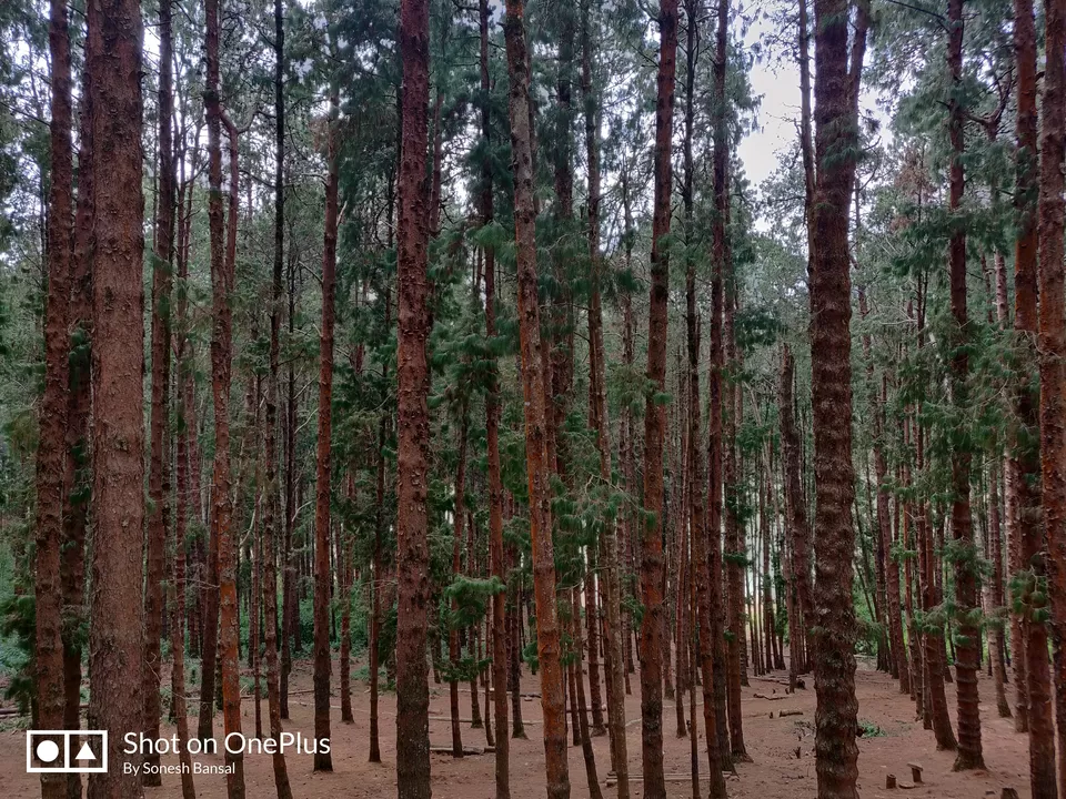 Photo of Pine Forest Shooting Spot, Ooty Main, Tamil Nadu, India by Sonesh Bansal