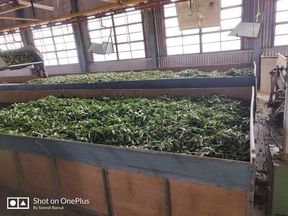 Photo of The Tea Factory and The Tea Museum, Thalayathimund, Ooty, Tamil Nadu, India by Sonesh Bansal
