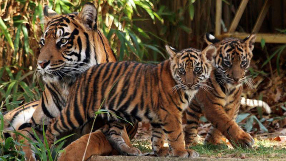 Photo of My Wildlife Trip to Tadoba – 3 Days 6/10 by pravakar