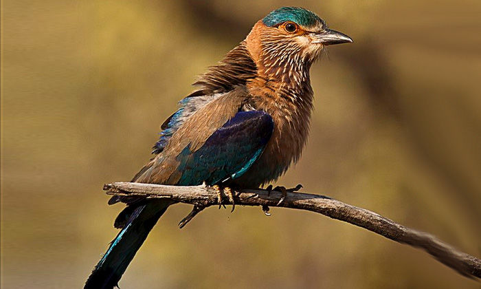 Photo of My Wildlife Trip to Tadoba – 3 Days 4/10 by pravakar