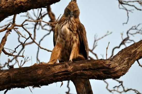 Photo of My Wildlife Trip to Tadoba – 3 Days 5/10 by pravakar
