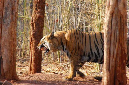 Photo of My Wildlife Trip to Tadoba – 3 Days 1/10 by pravakar