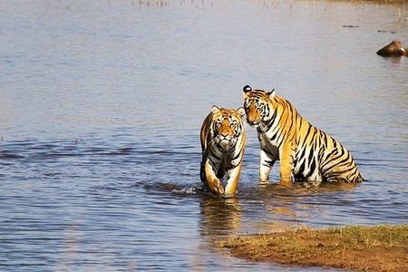 Photo of My Wildlife Trip to Tadoba – 3 Days 3/10 by pravakar