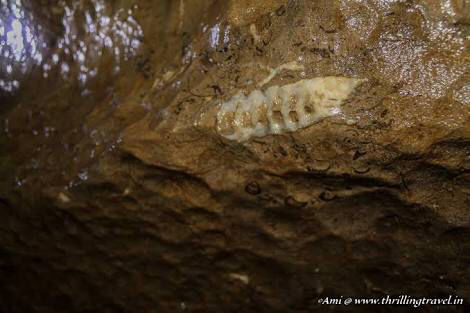 Photo of Arwah Lumshynna Cave, Cherrapunjee, Meghalaya, India by Nancy Kaman