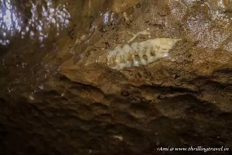 Photo of Arwah Lumshynna Cave, Cherrapunjee, Meghalaya, India by Nancy Kaman