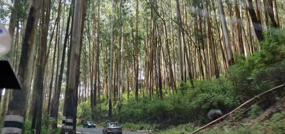 Photo of Bandipur By pallavi tadas