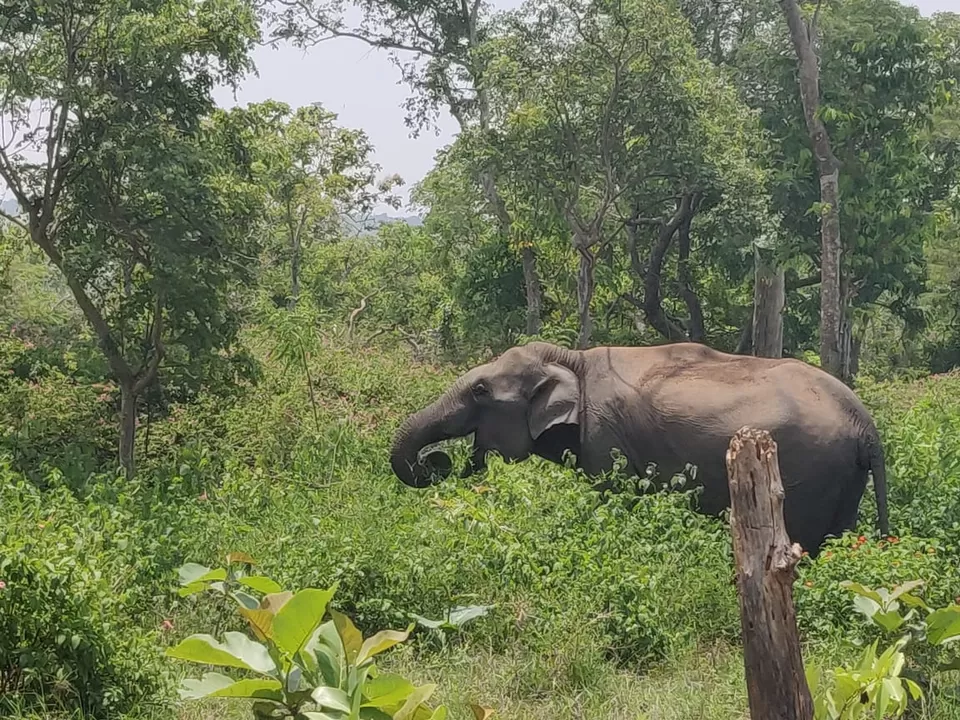 Photo of Bandipur By pallavi tadas