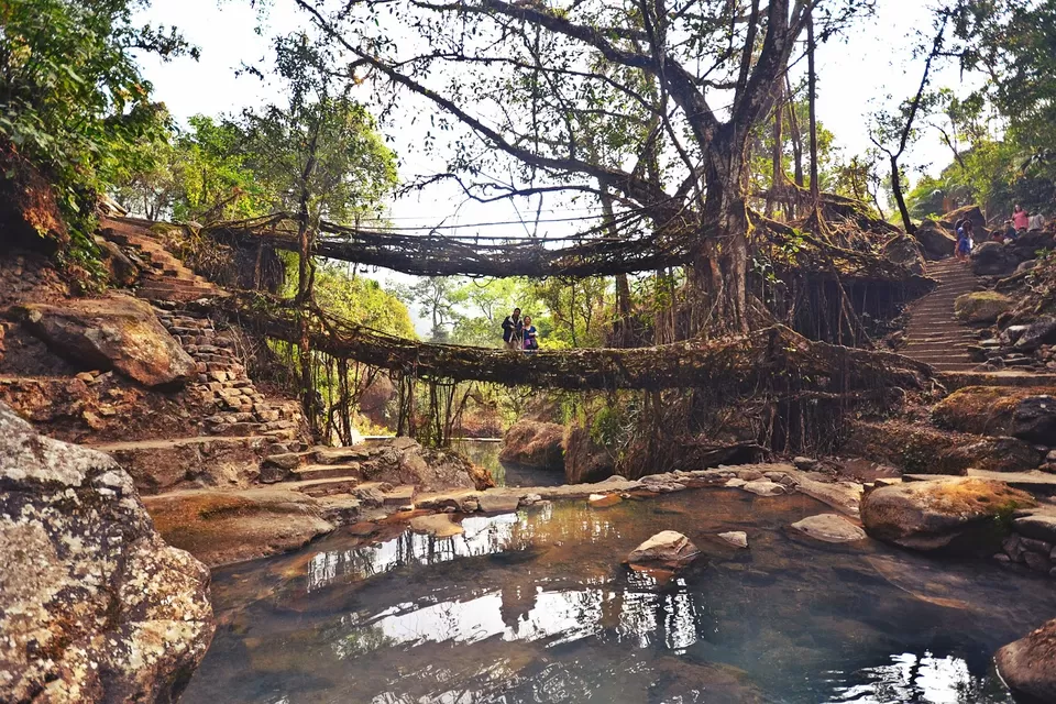 Photo of Living Root Bridge, East Khasi Hills, Meghalaya, India by Nerdy Adventuress