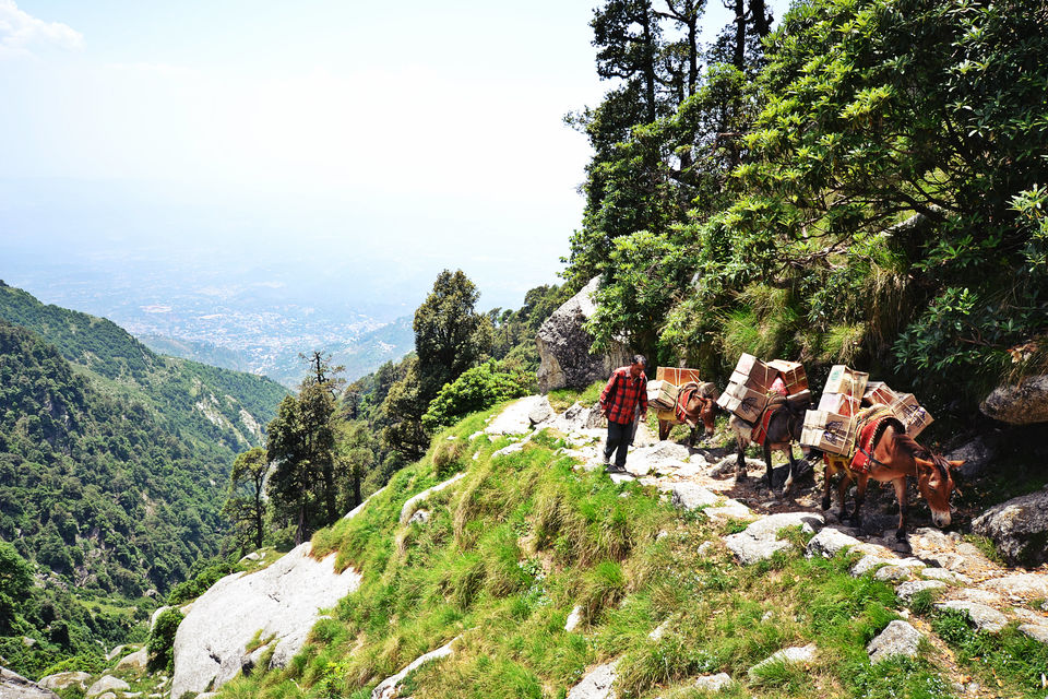 Photo of BF or BFF – Test the love with the Triund trek! 1/19 by Nerdy Adventuress