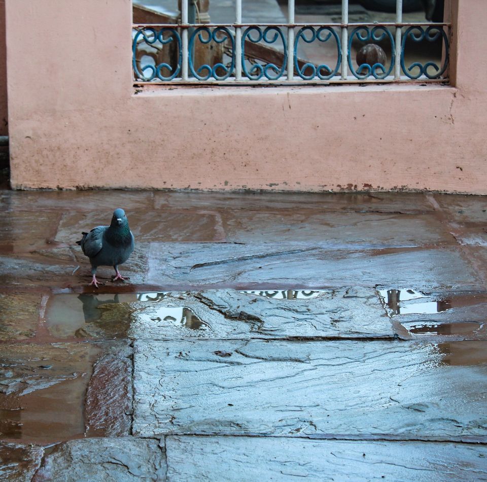 Photo of Karni Mata Temple, Alwar, Rajasthan, India by Yasmin Mirza