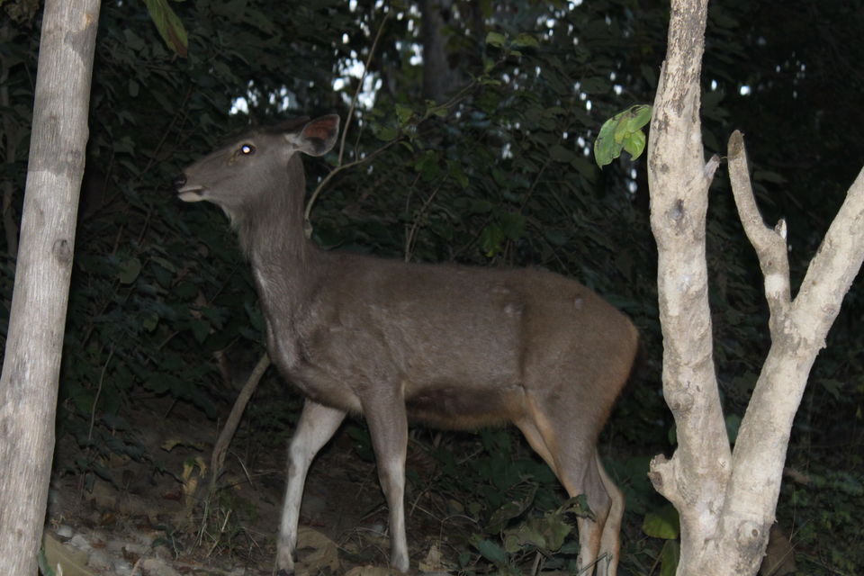 Photo of Sitabani Wildlife Reserve, Ramnagar, Uttarakhand, India by Yasmin Mirza