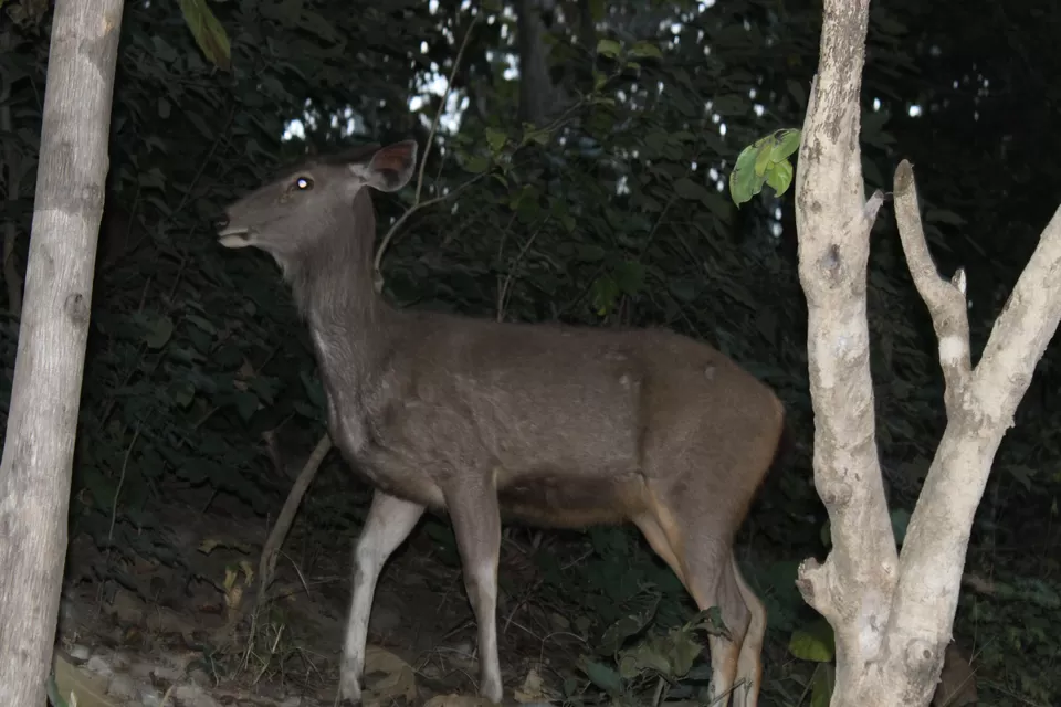 Photo of Sitabani Wildlife Reserve, Ramnagar, Uttarakhand, India by Yasmin Mirza