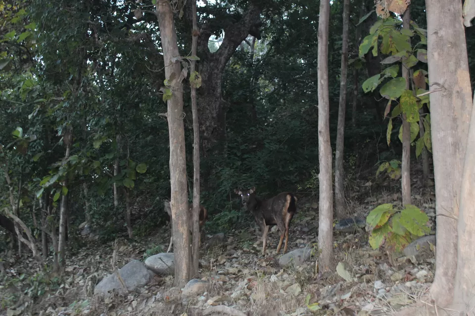 Photo of Sitabani Wildlife Reserve, Ramnagar, Uttarakhand, India by Yasmin Mirza