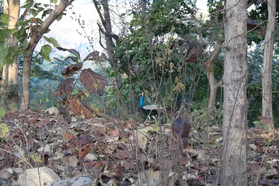 Photo of Sitabani Wildlife Reserve, Ramnagar, Uttarakhand, India by Yasmin Mirza
