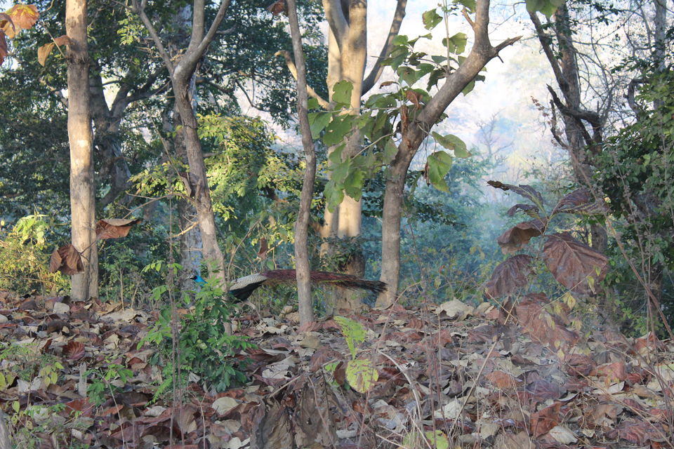 Photo of Sitabani Wildlife Reserve, Ramnagar, Uttarakhand, India by Yasmin Mirza