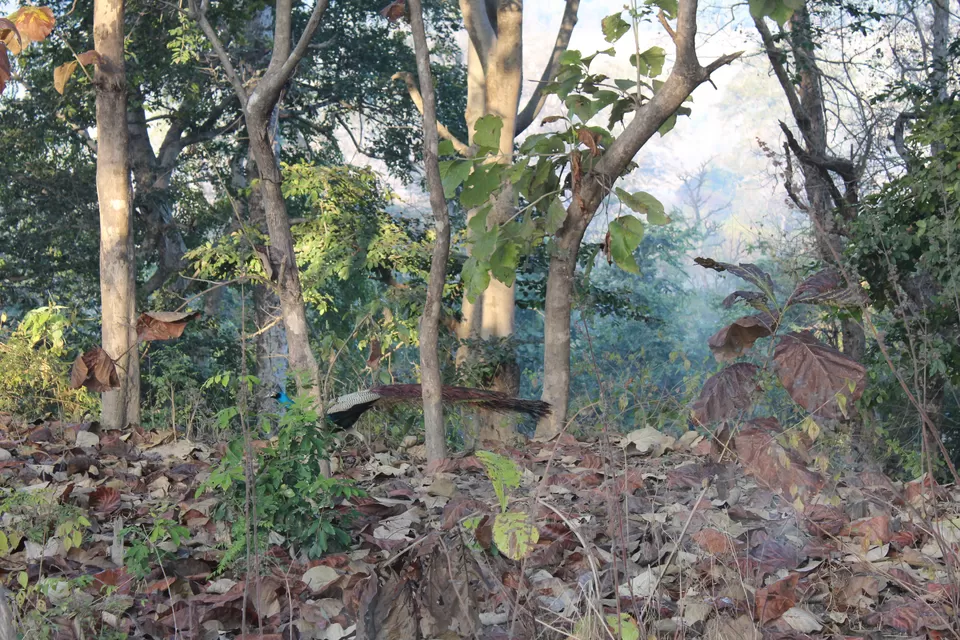 Photo of Sitabani Wildlife Reserve, Ramnagar, Uttarakhand, India by Yasmin Mirza