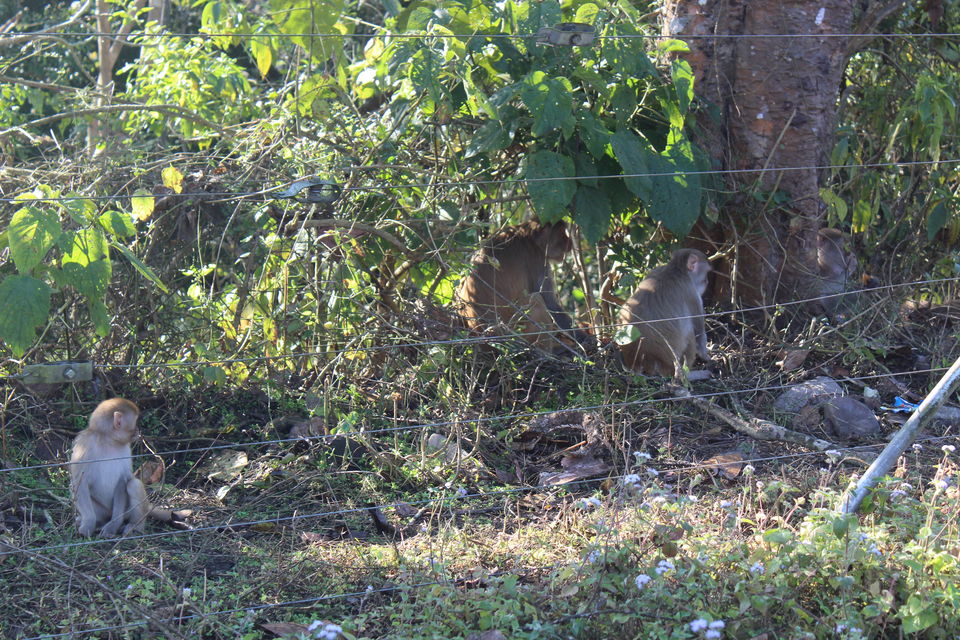 Photo of Sitabani Wildlife Reserve, Ramnagar, Uttarakhand, India by Yasmin Mirza