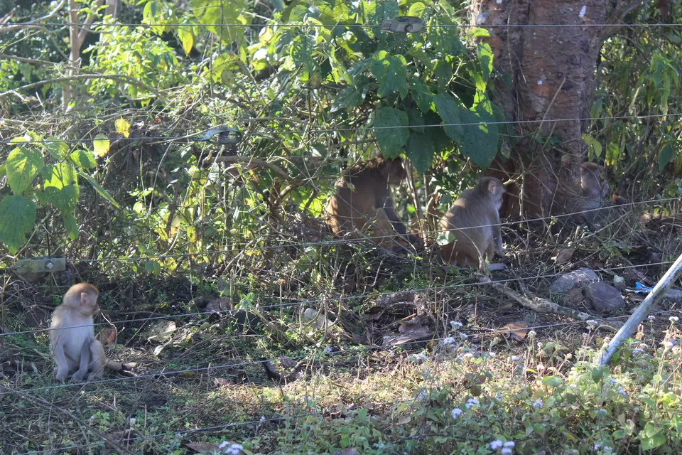 Photo of Sitabani Wildlife Reserve, Ramnagar, Uttarakhand, India by Yasmin Mirza