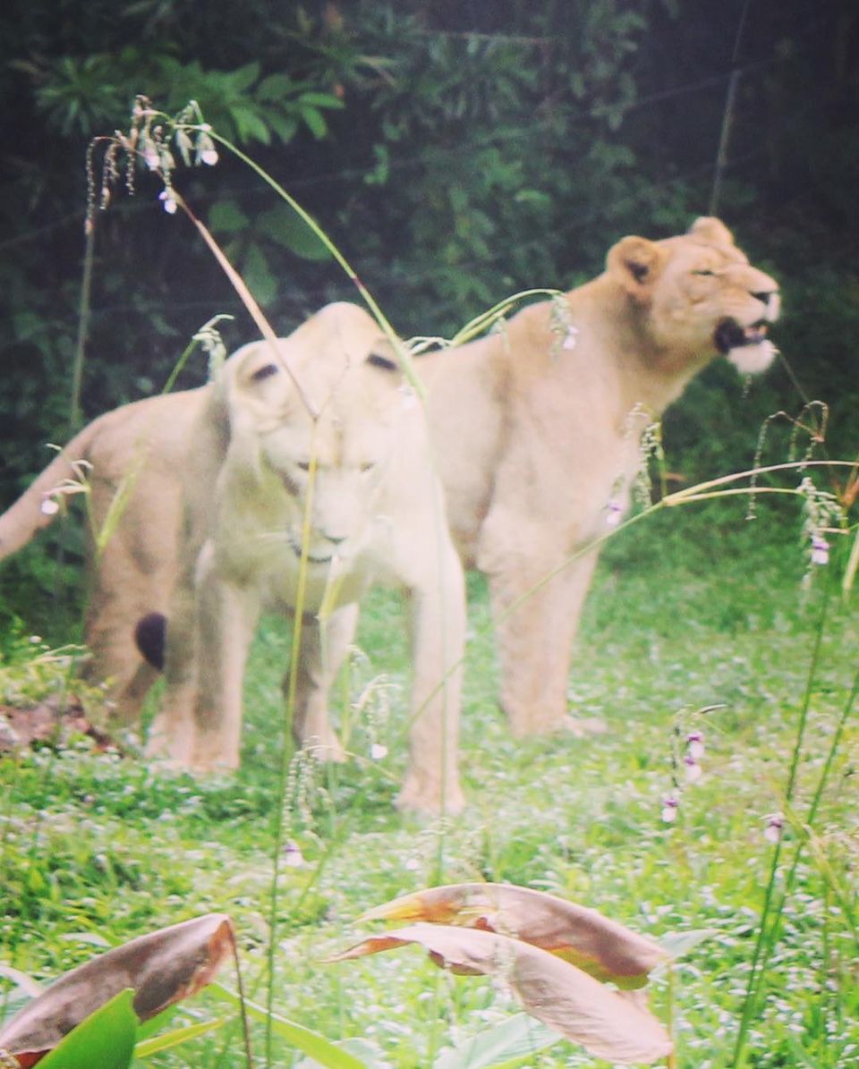 Photo of Singapore - Singapore Zoo 28/70 by Yasmin Mirza