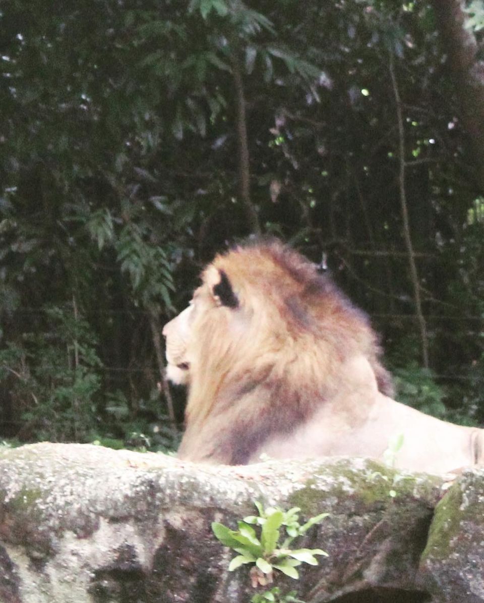 Photo of Singapore - Singapore Zoo 24/70 by Yasmin Mirza