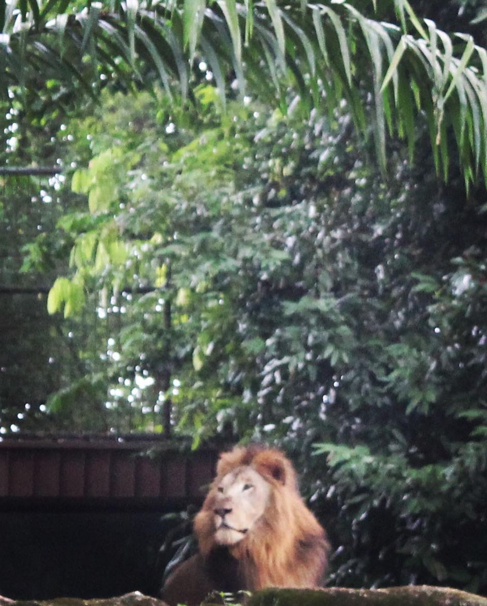 Photo of Singapore - Singapore Zoo 26/70 by Yasmin Mirza