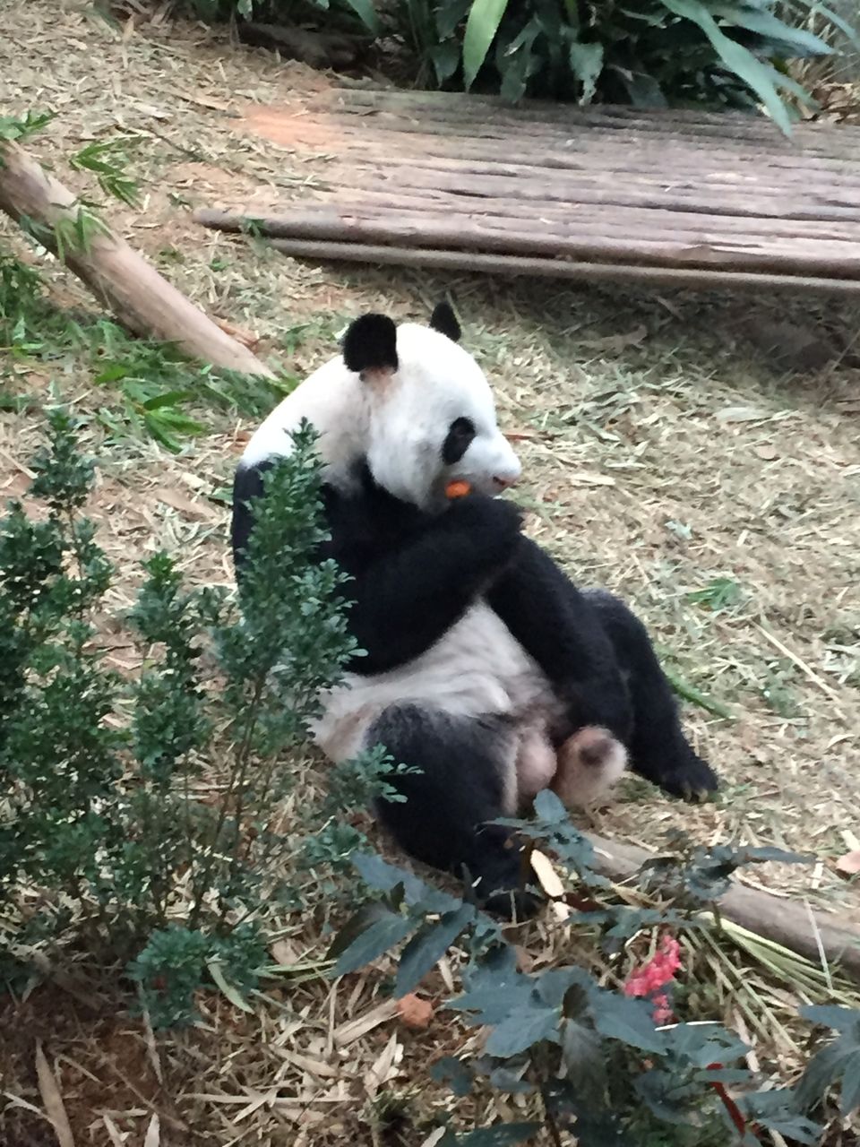 Photo of Singapore - Singapore Zoo 47/70 by Yasmin Mirza