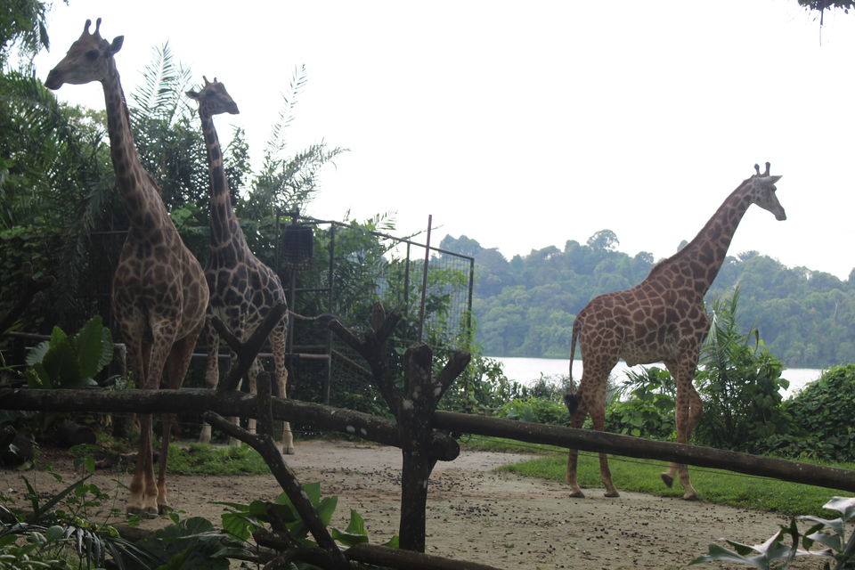 Photo of Singapore - Singapore Zoo 44/70 by Yasmin Mirza
